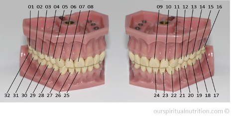 Figure 21: The individual teeth